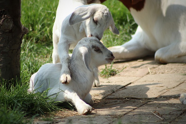 Saturday Evening Goat Yoga at Chip-In Farm